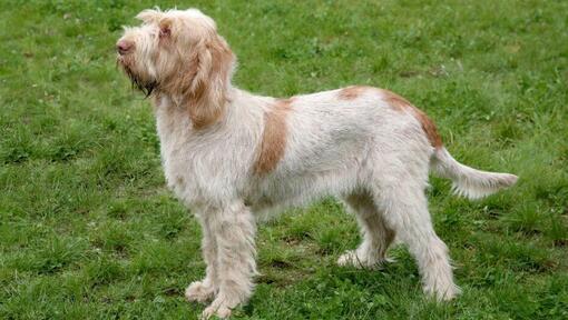 Italian spumoni hot sale dog breed